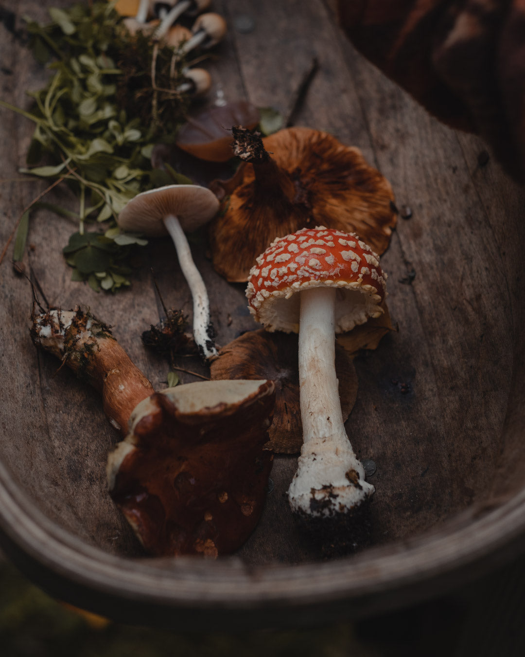 Toadstools and mushrooms found when foraging in North Yorkshire